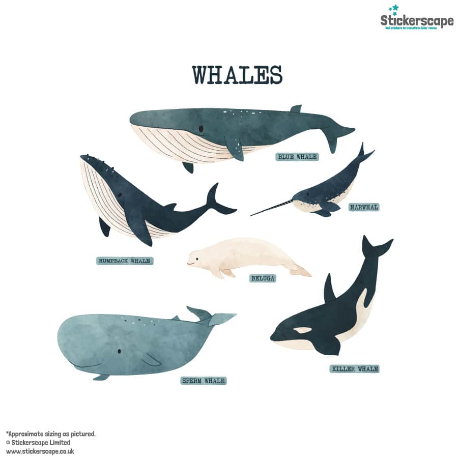 Whale Wall Stickers | Underwater wall stickers | Stickerscape